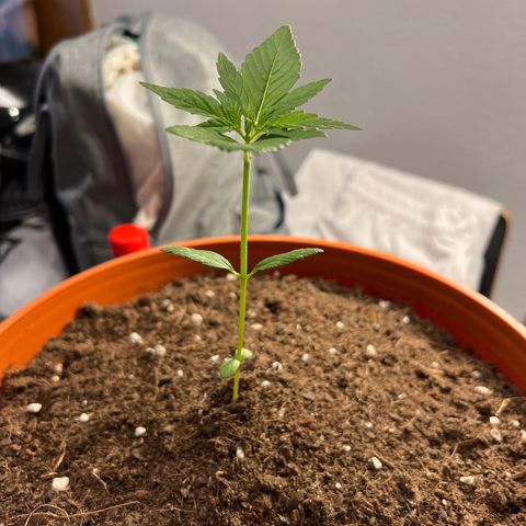 Buddha Purple Kush growlog timeline photo