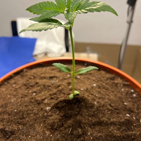 Buddha Purple Kush growlog timeline photo