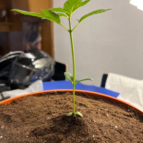 Buddha Purple Kush growlog timeline photo