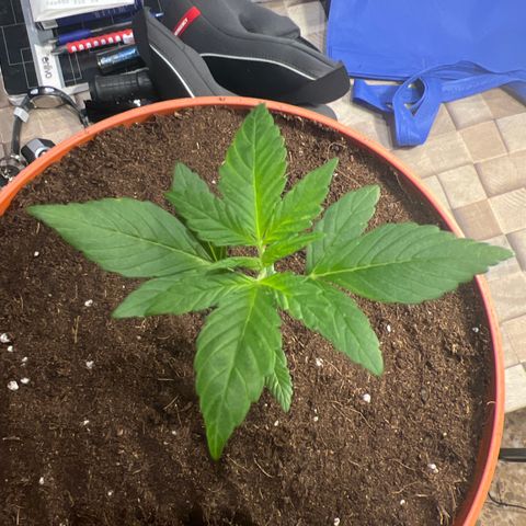 Buddha Purple Kush growlog timeline photo