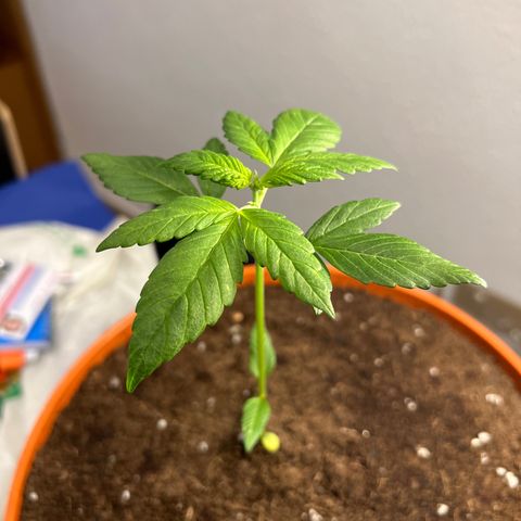 Buddha Purple Kush growlog timeline photo