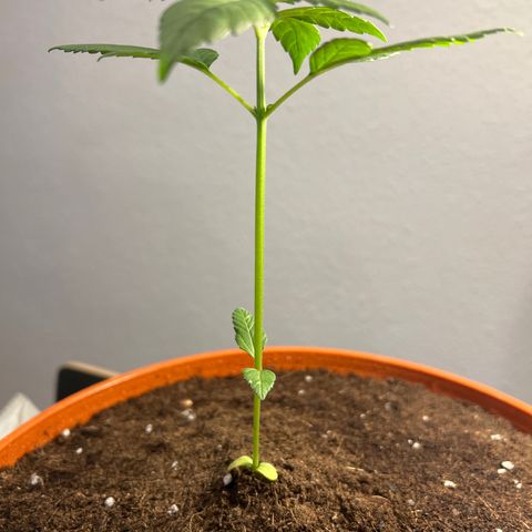 Buddha Purple Kush growlog timeline photo