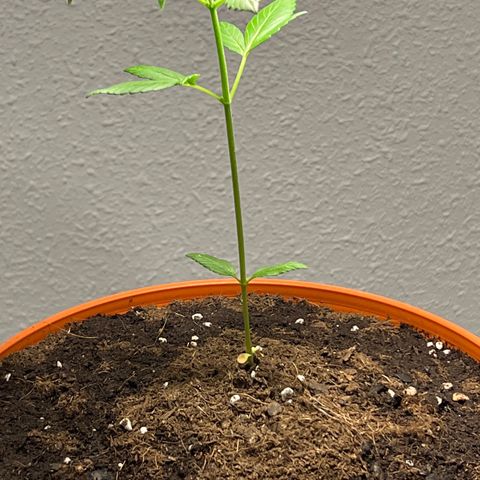 Buddha Purple Kush growlog timeline photo