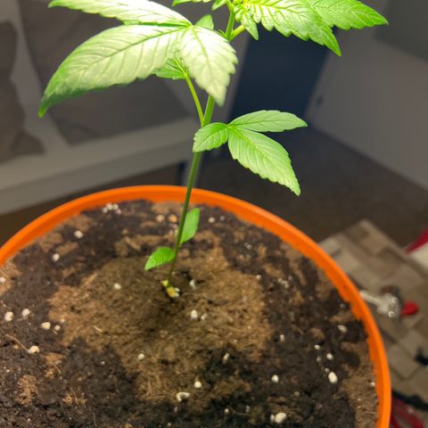 Buddha Purple Kush growlog timeline photo