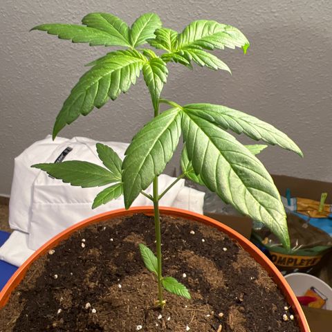 Buddha Purple Kush growlog timeline photo