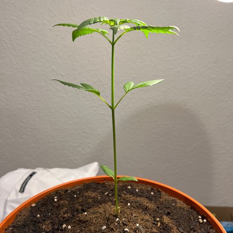 Buddha Purple Kush growlog timeline photo