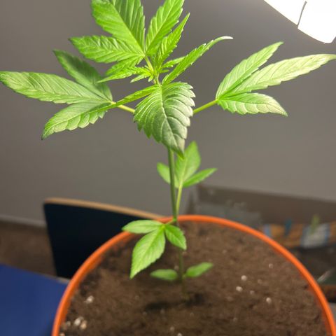 Buddha Purple Kush growlog timeline photo