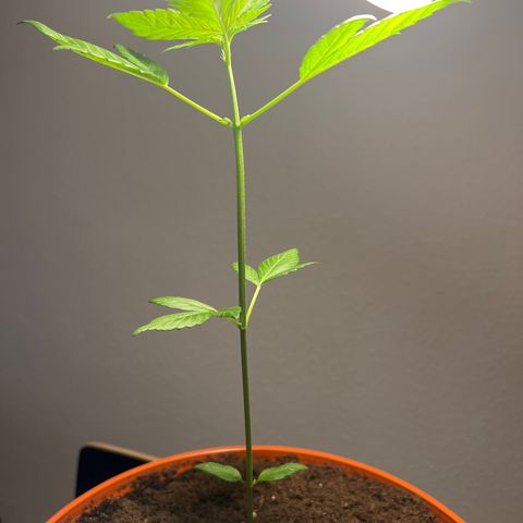 Buddha Purple Kush growlog timeline photo