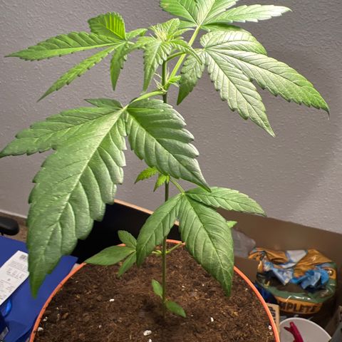 Buddha Purple Kush growlog timeline photo