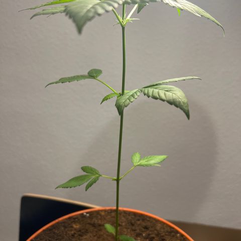 Buddha Purple Kush growlog timeline photo