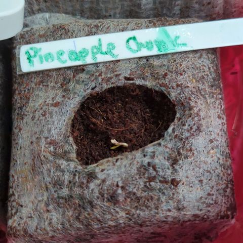 Penelope growlog timeline photo