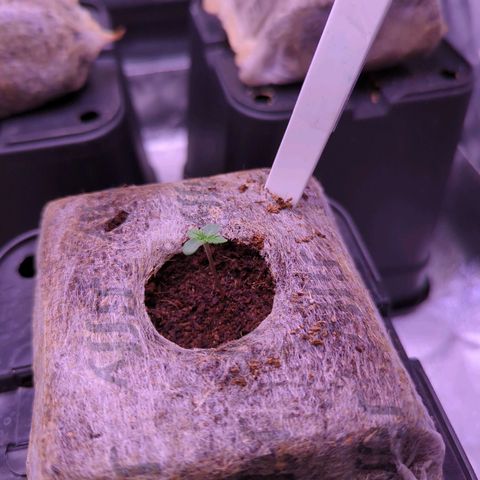 Lindsey growlog timeline photo