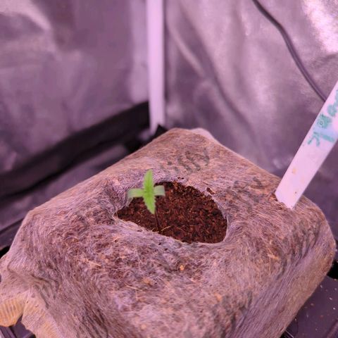 Penelope growlog timeline photo