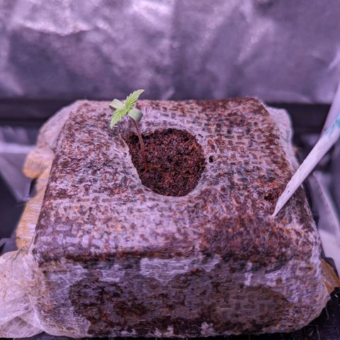 Penelope growlog timeline photo