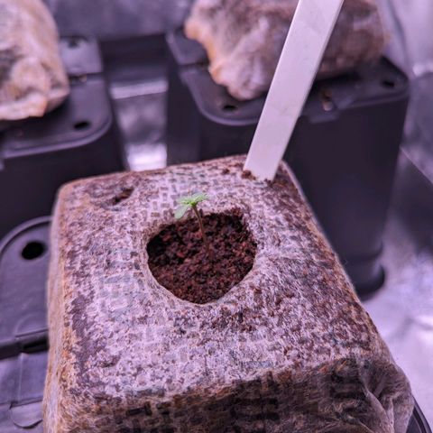 Lindsey growlog timeline photo