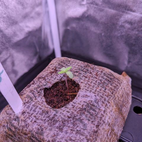 Christine growlog timeline photo