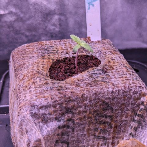 Penelope growlog timeline photo