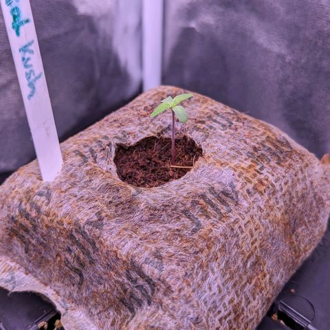 Christine growlog timeline photo