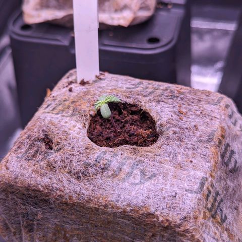 Lindsey growlog timeline photo