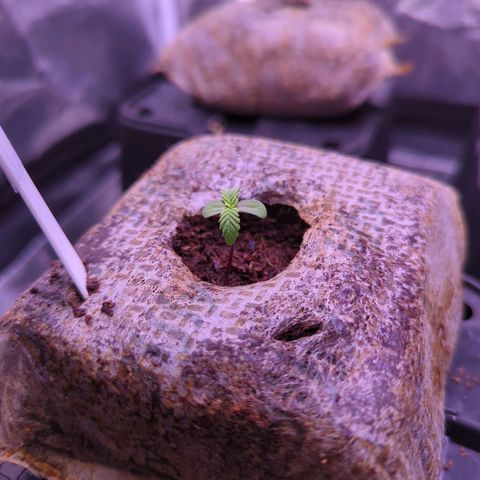 Lindsey growlog timeline photo