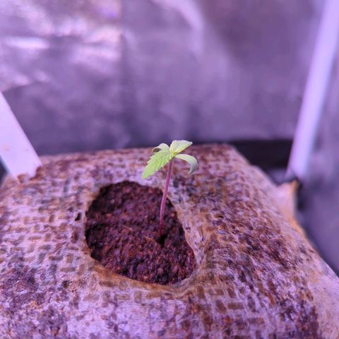 Penelope growlog timeline photo