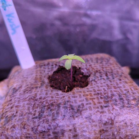 Christine growlog timeline photo