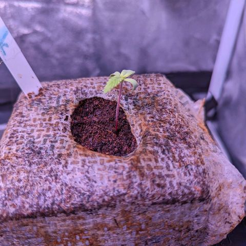 Penelope growlog timeline photo