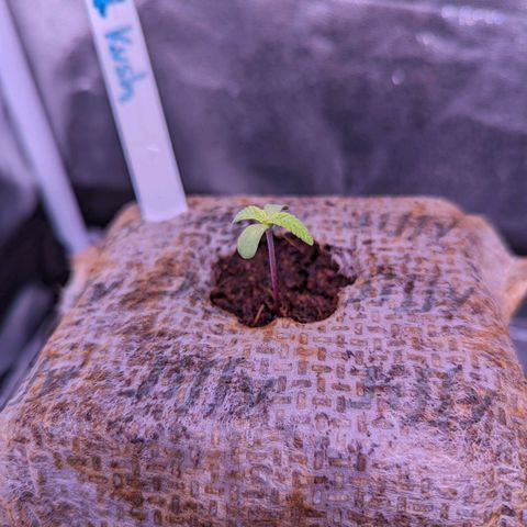 Christine growlog timeline photo