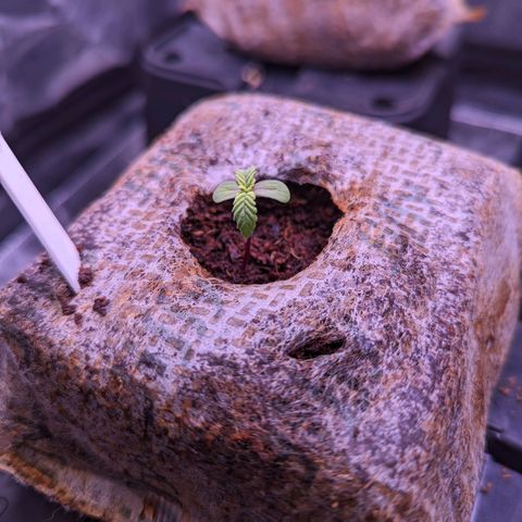 Lindsey growlog timeline photo