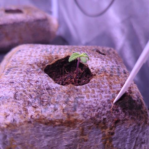 Lindsey growlog timeline photo