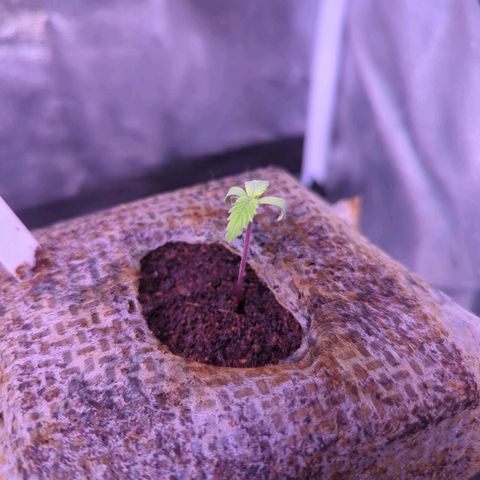 Penelope growlog timeline photo