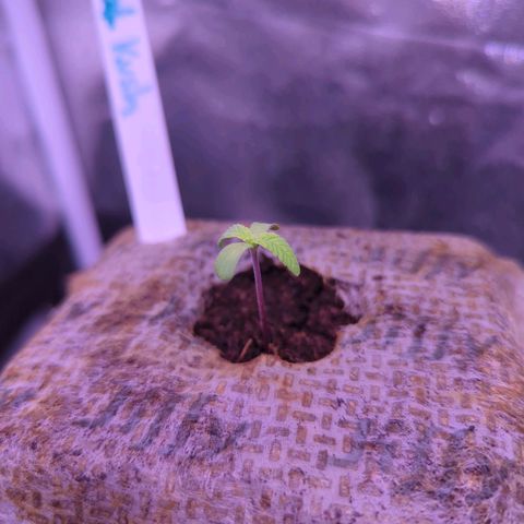 Christine growlog timeline photo