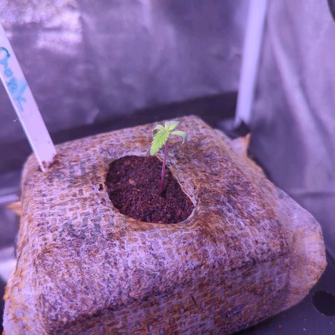Penelope growlog timeline photo