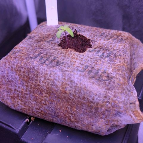 Christine growlog timeline photo