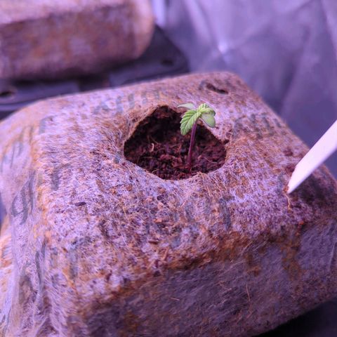 Lindsey growlog timeline photo