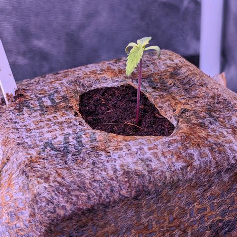 Penelope growlog timeline photo