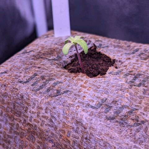 Christine growlog timeline photo