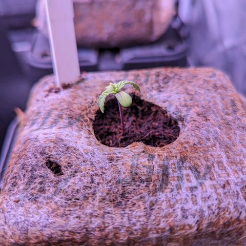 Lindsey growlog timeline photo