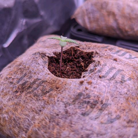 Sarah growlog timeline photo