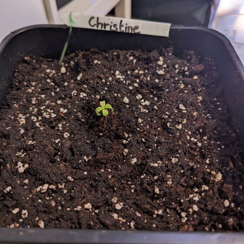 Christine growlog timeline photo