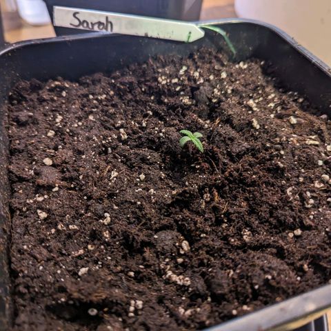 Sarah growlog timeline photo