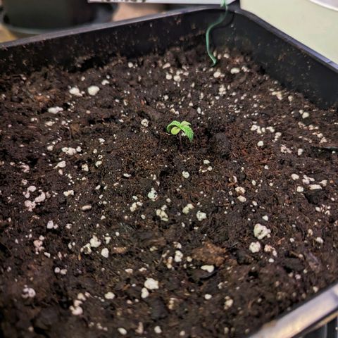 Lindsey growlog timeline photo