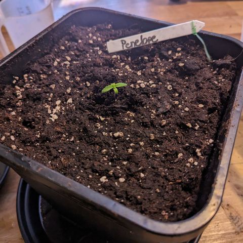Penelope growlog timeline photo