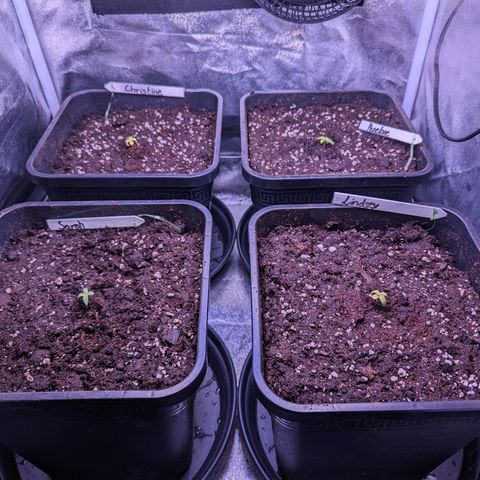 Sarah growlog timeline photo