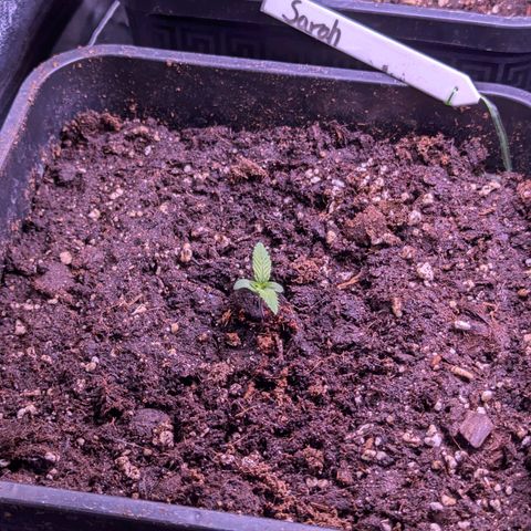 Sarah growlog timeline photo