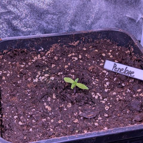 Penelope growlog timeline photo