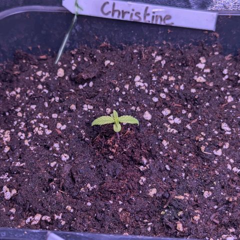 Christine growlog timeline photo