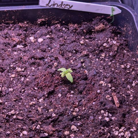 Lindsey growlog timeline photo