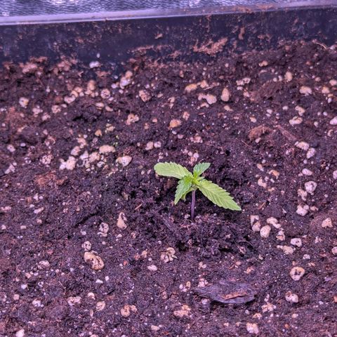 Penelope growlog timeline photo