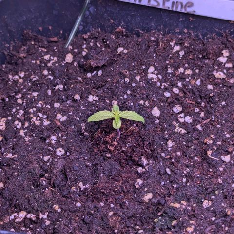 Christine growlog timeline photo